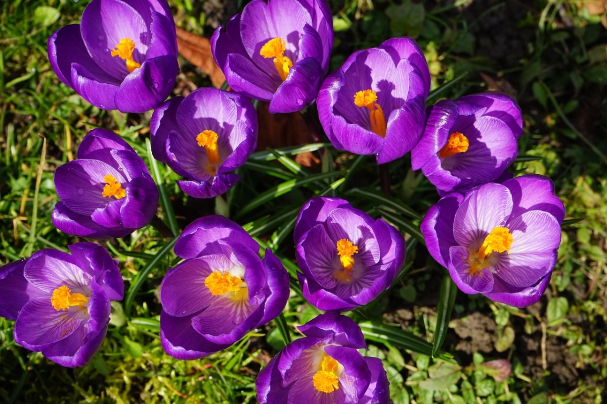 藏红花、鲜花、紫免费图片