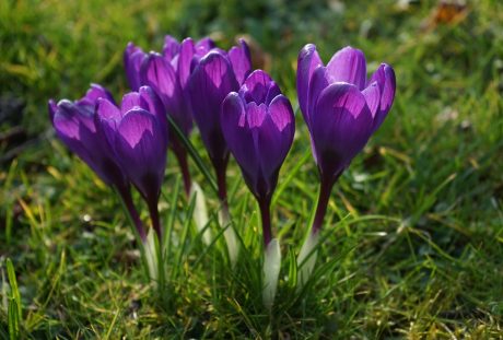 藏红花、鲜花、紫