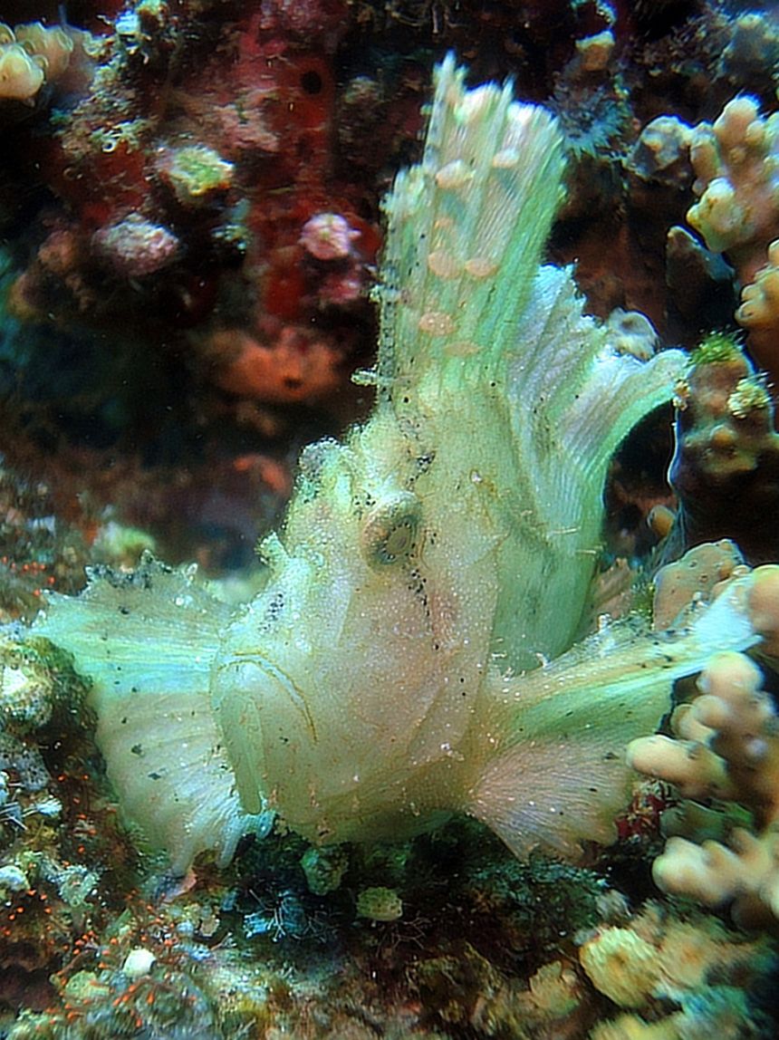 叶鱼,动物,海洋