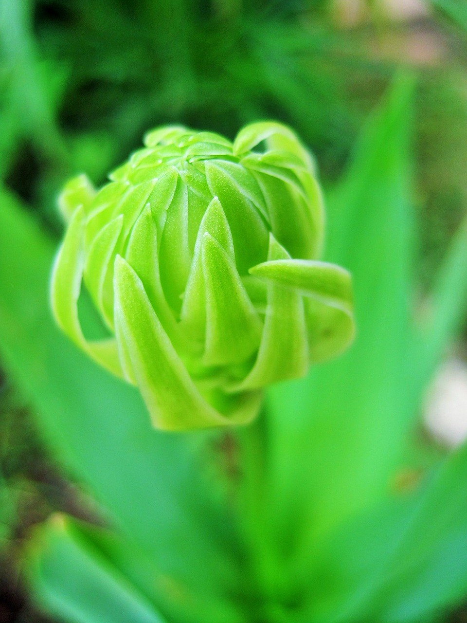 綠色,花蕾,萬年青