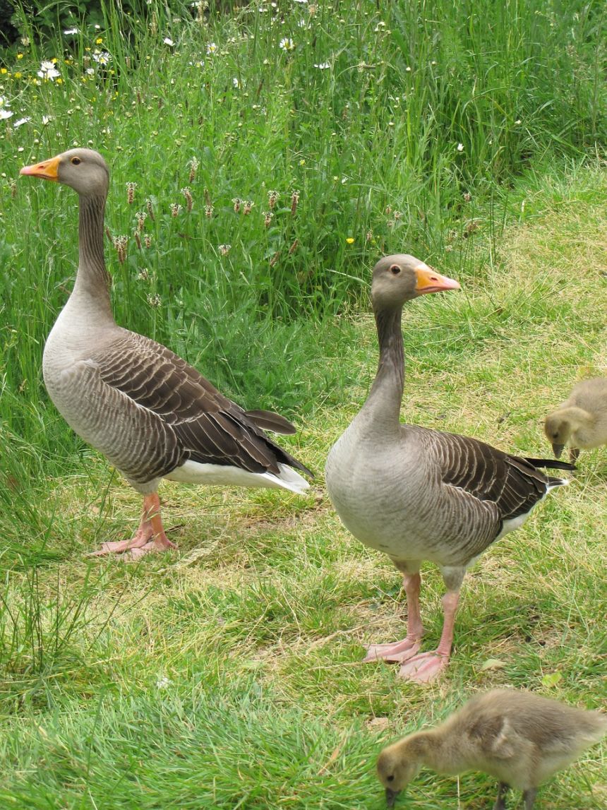 greylag,鵝,大雁