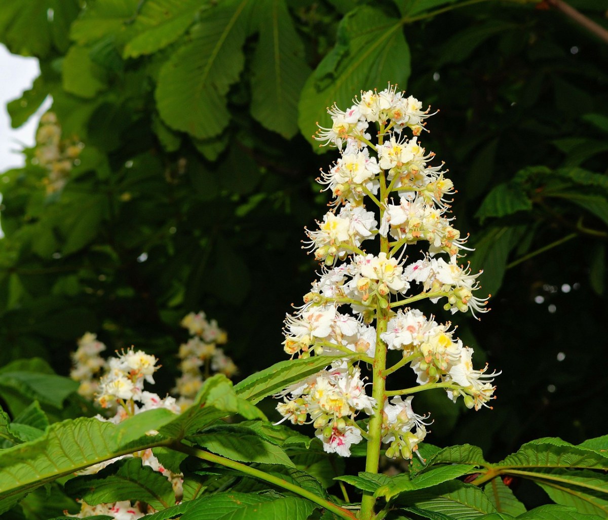 板栗开花,常见的七叶树,花序