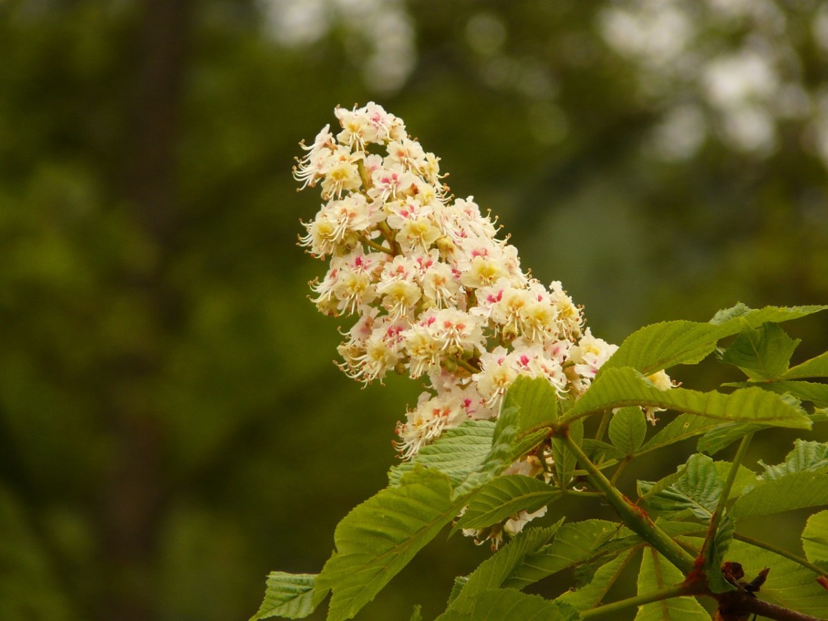 板栗,板栗开花,树