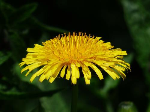 普通的蒲公英、蒲公英、花