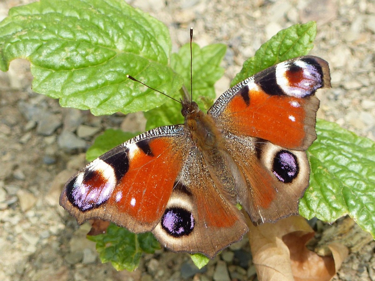 孔雀蝴蝶、蝴蝶、昆虫免费图片