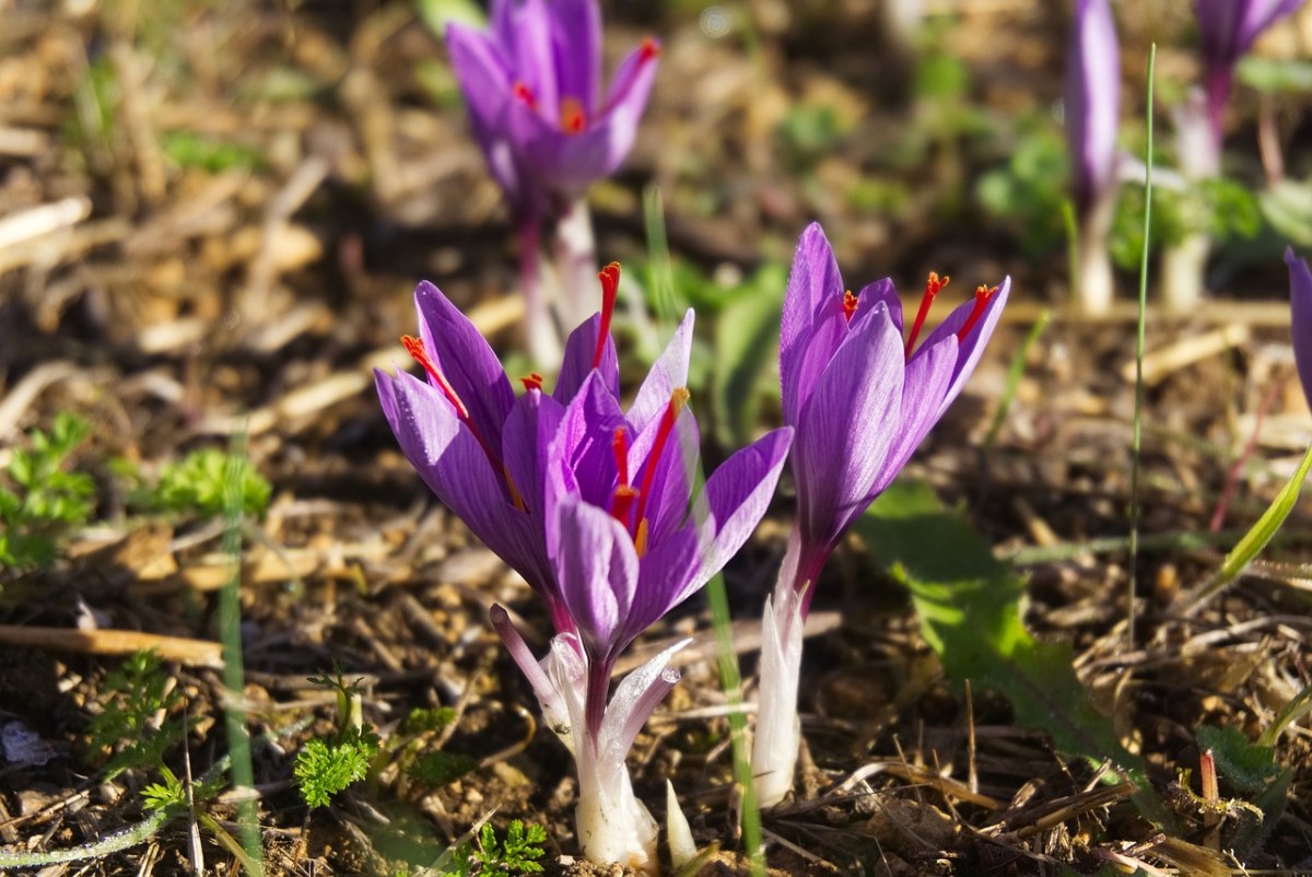 藏红花、收获、花朵红花免费图片