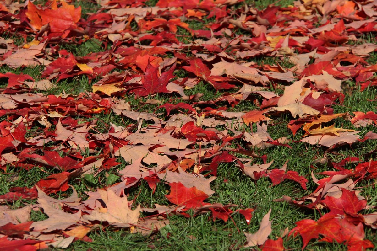 叶子、枫、红色免费图片