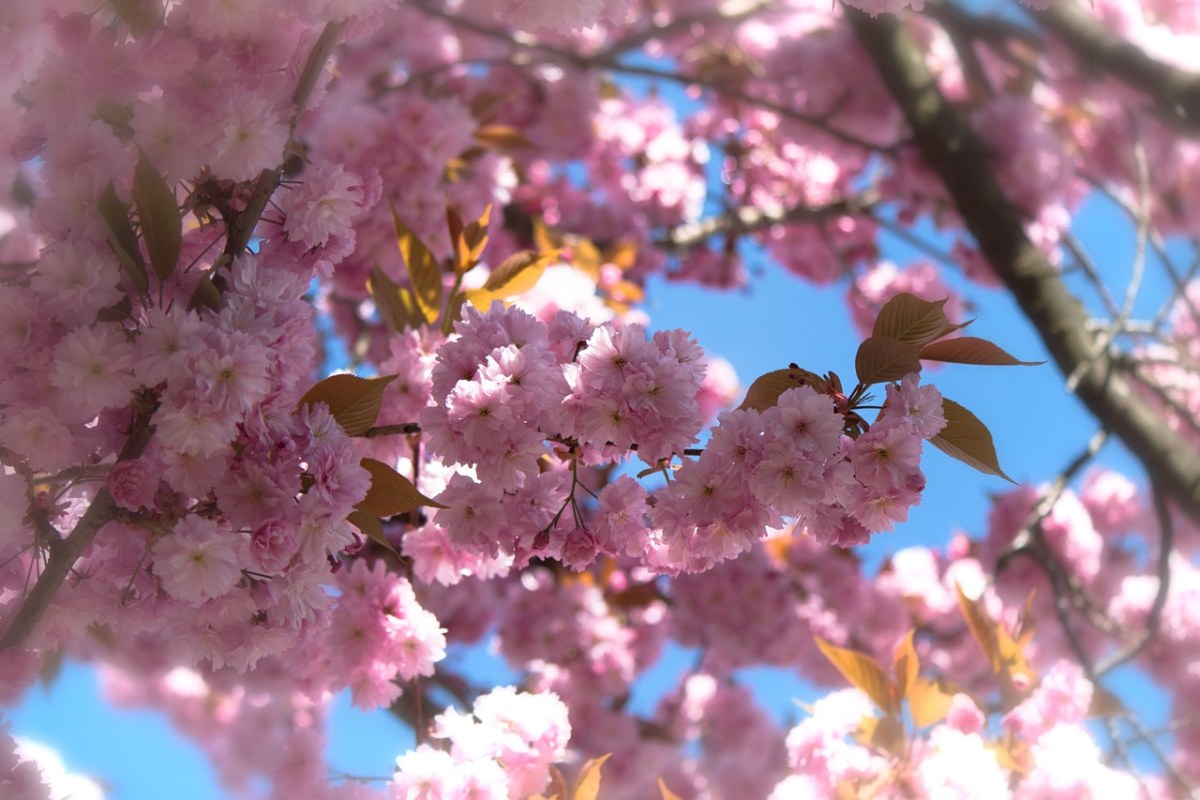 春暖花开 春天的粉色樱花花朵免费图片