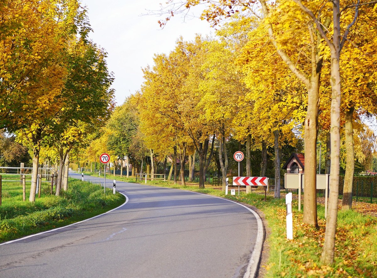 秋天的国家的道路、大道、秋天的颜色免费图片