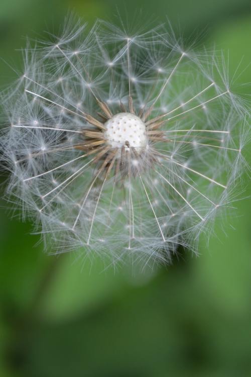 蒲公英、花、绿色