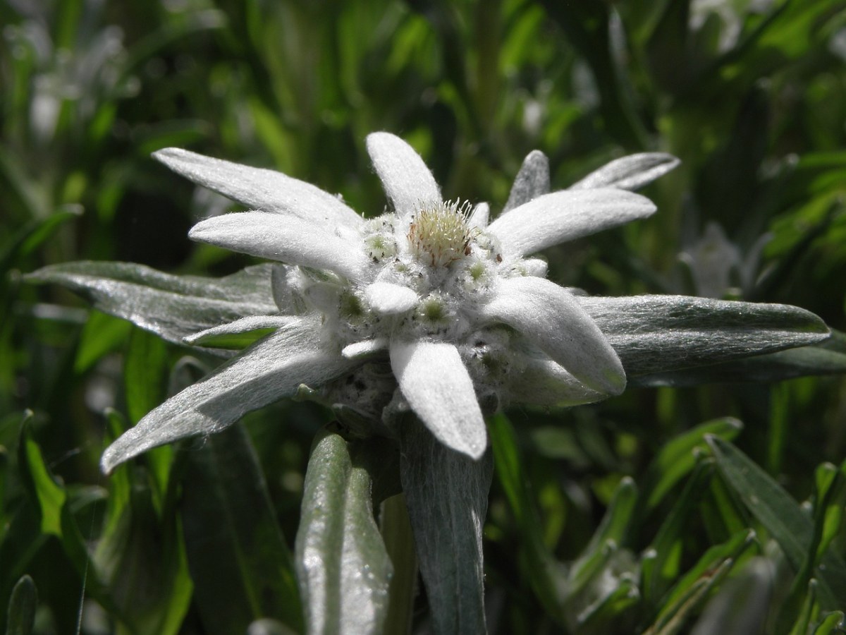 雪绒花,花卉