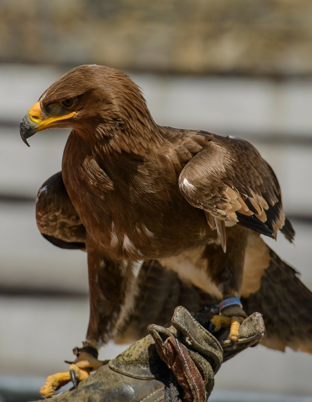 鹰,肖像,夏威夷