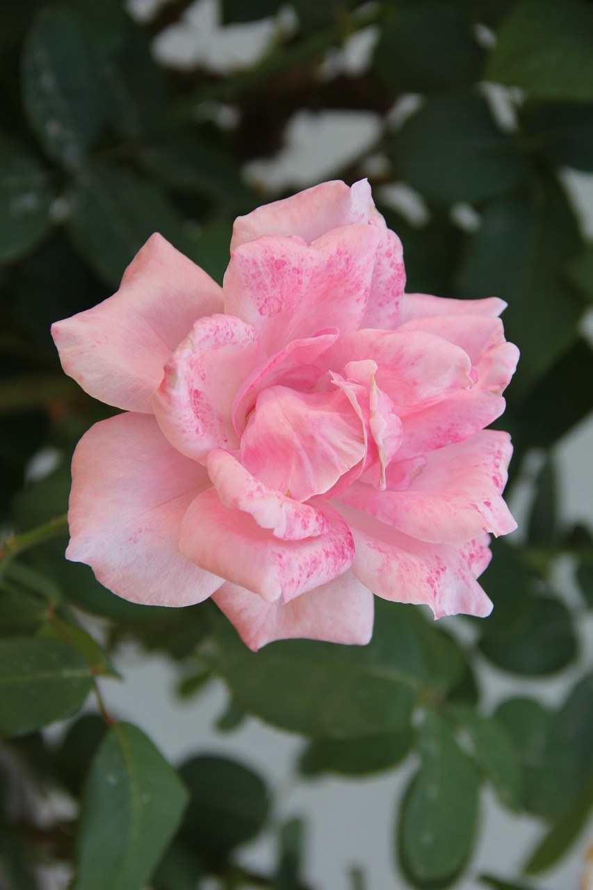 粉红玫瑰、公园、花园免费图片