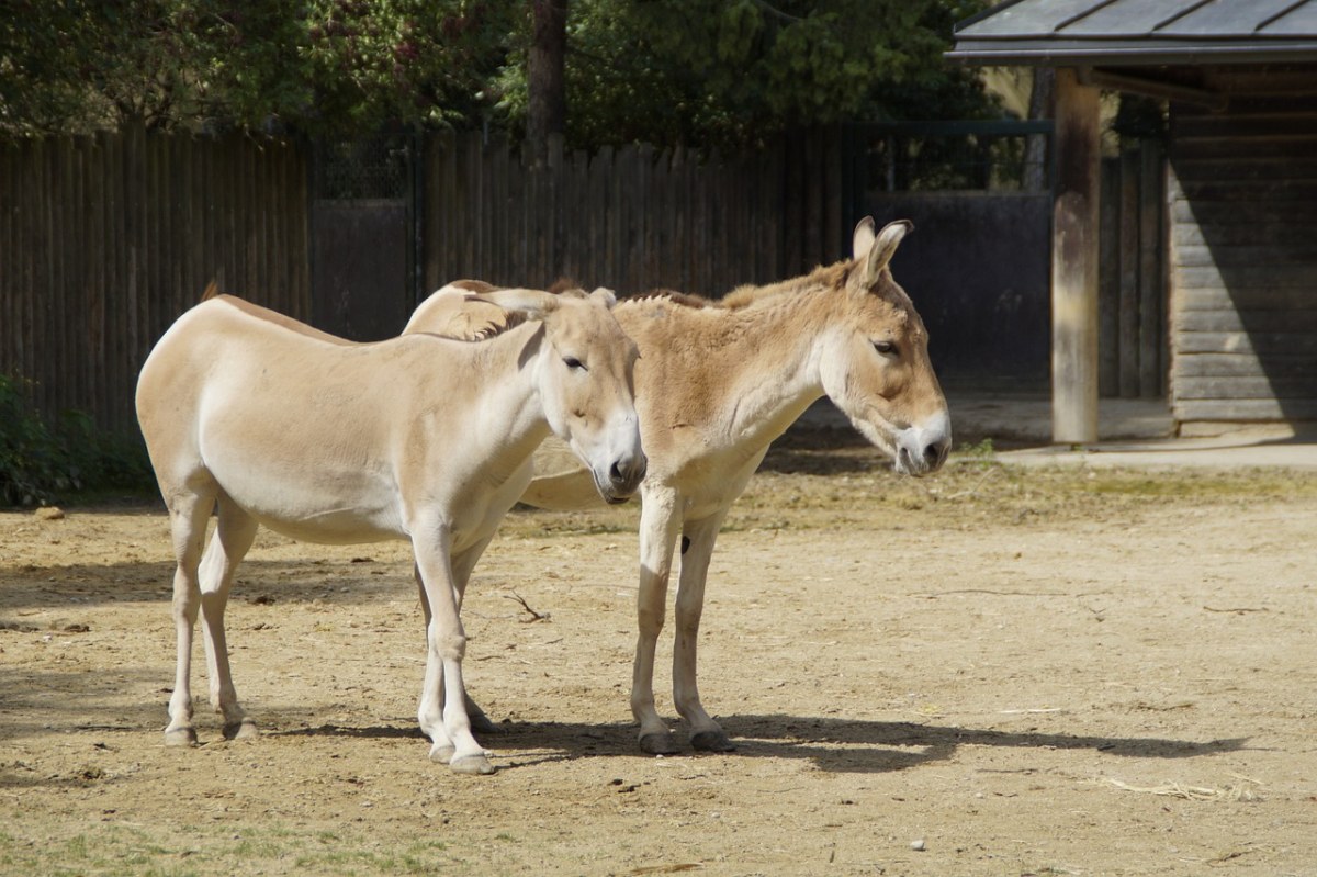 蒙古野驴、动物、对免费图片