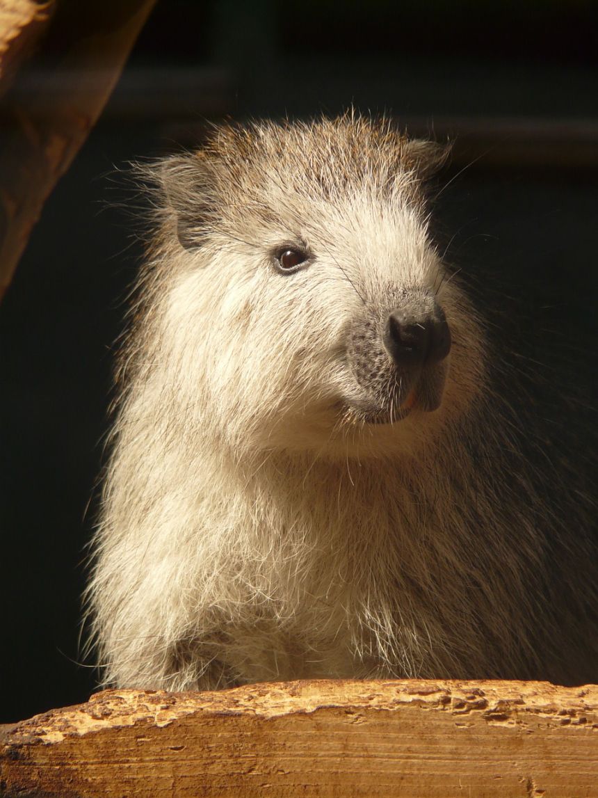 hutiaconga古巴树鼠树鼠