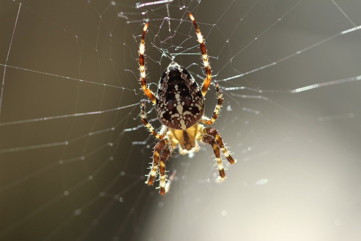 蜘蛛,光盘,insekt