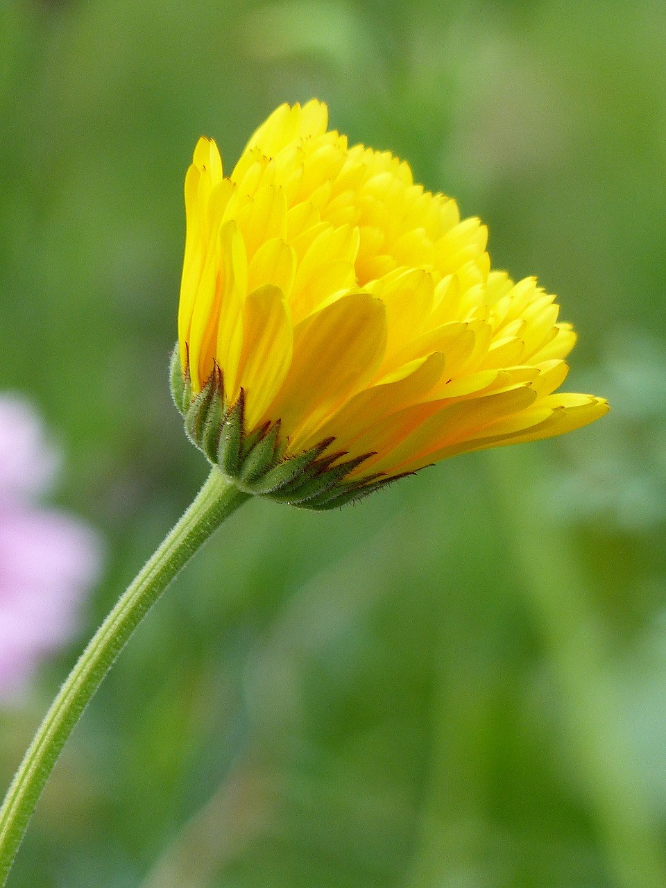 万寿菊,黄色,秋季