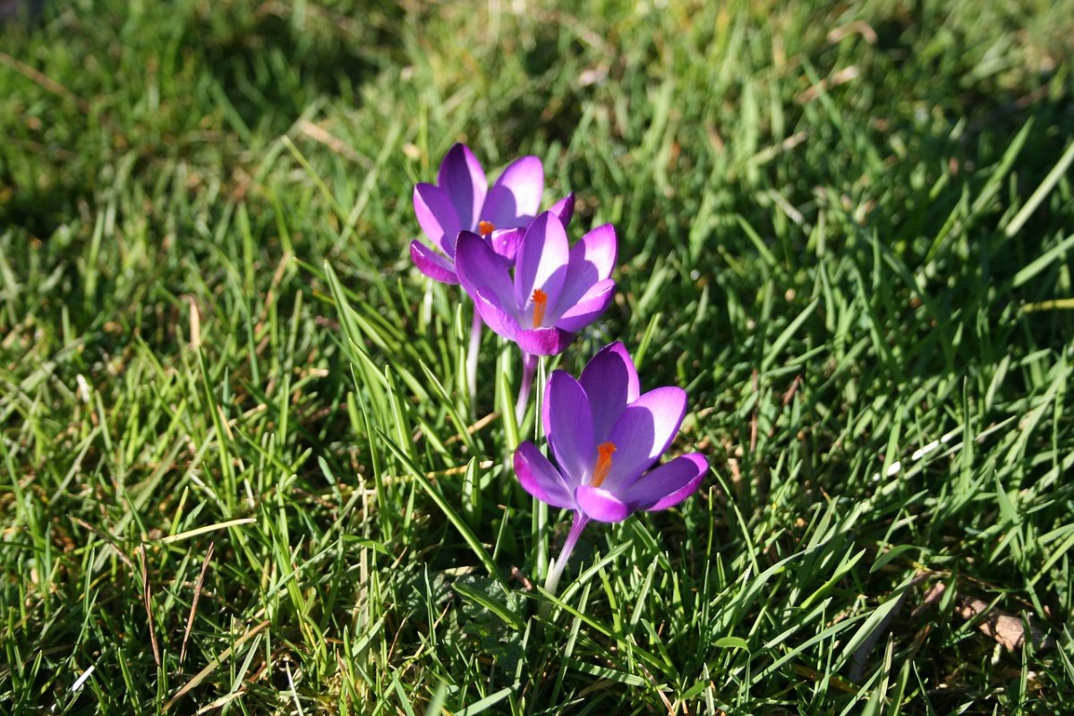 花、植物、花园免费图片