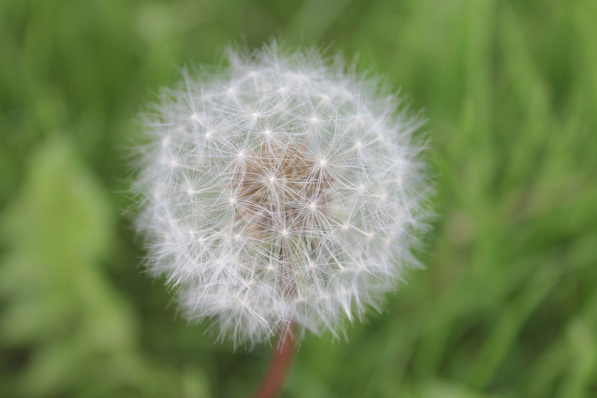 蒲公英、花、打击免费图片