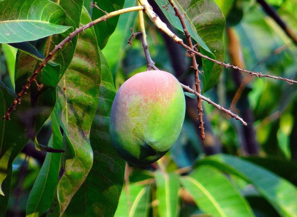 芒果、关于成熟、热带水果免费图片