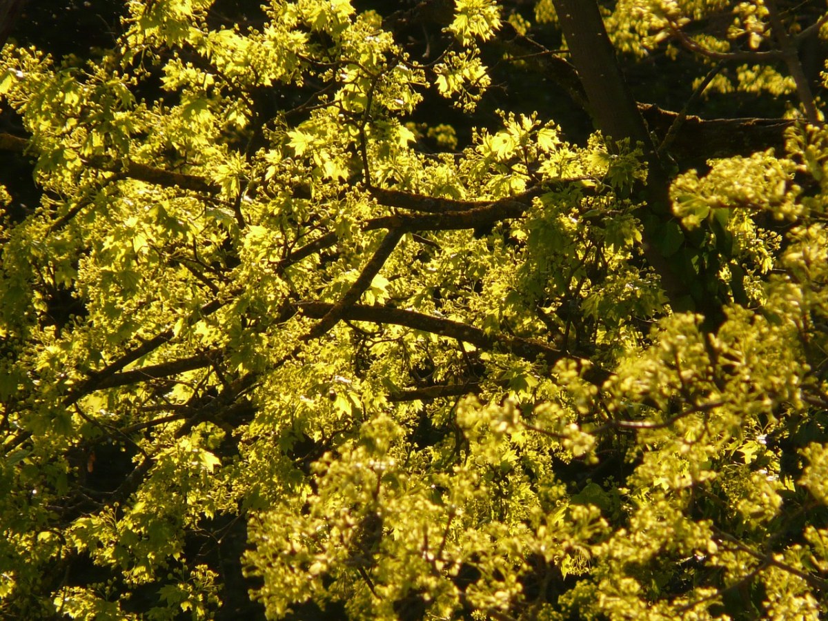 枫树开花