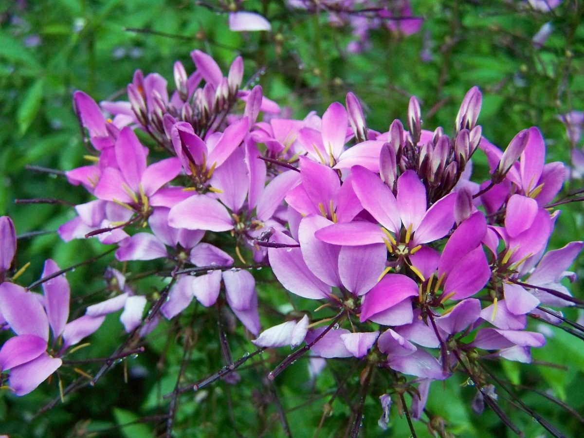 克娄巴特拉的针、紫色的小花免费图片
