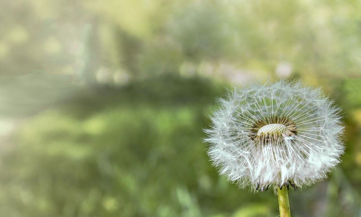 蒲公英、花、种子免费图片