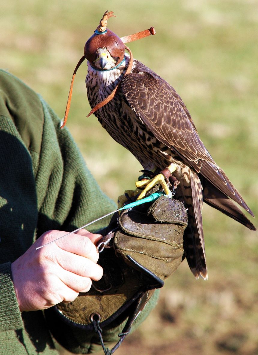 动物,猎鹰,鸟