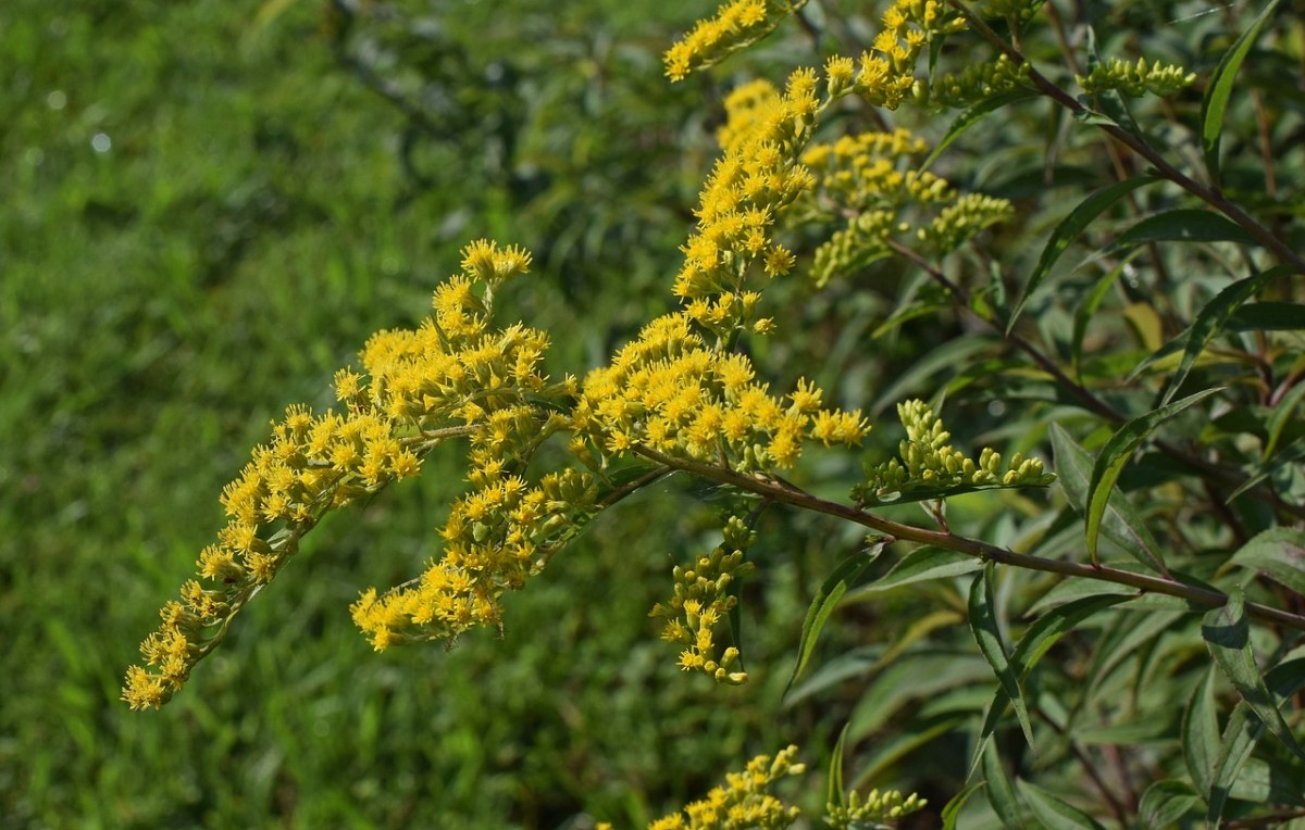 一枝黃花,花,開花