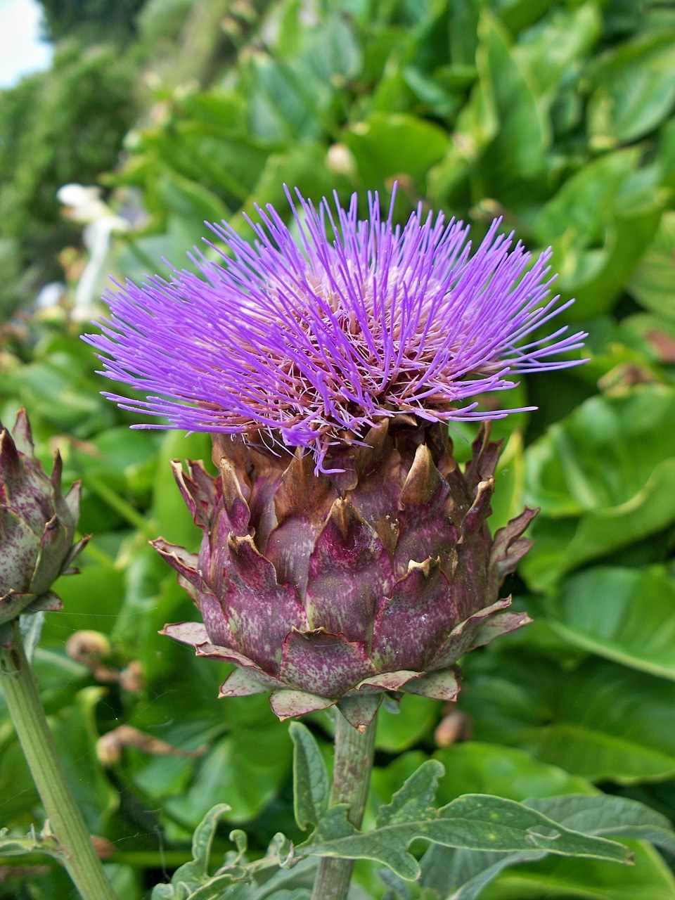 cardoon,安宁市洋,cardunculus,朝鲜蓟蓟
