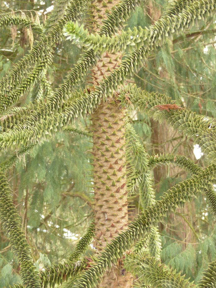 araucana,枞树,树