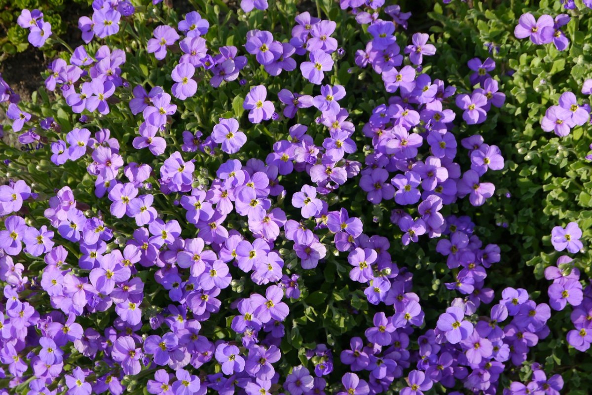 紫色南庭芥小花朵免费图片