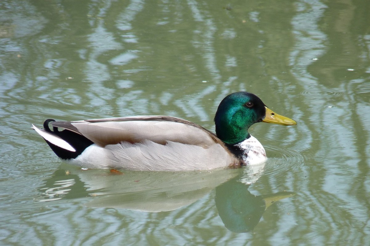 野鸭、池塘、性质免费图片