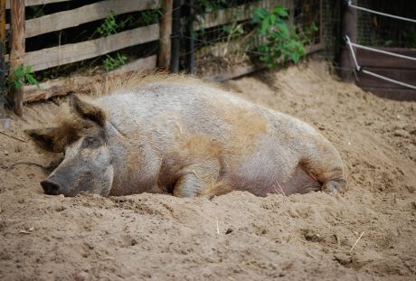一只睡觉的猪