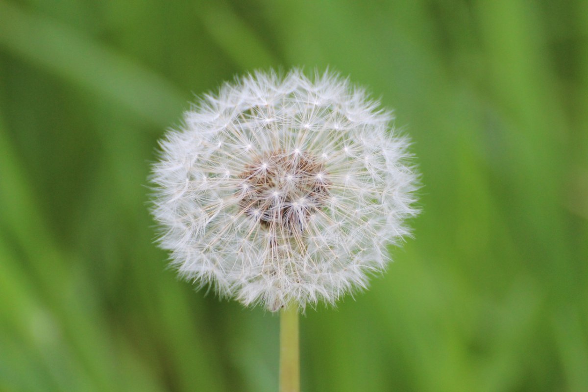 蒲公英、鲜花、种子免费图片