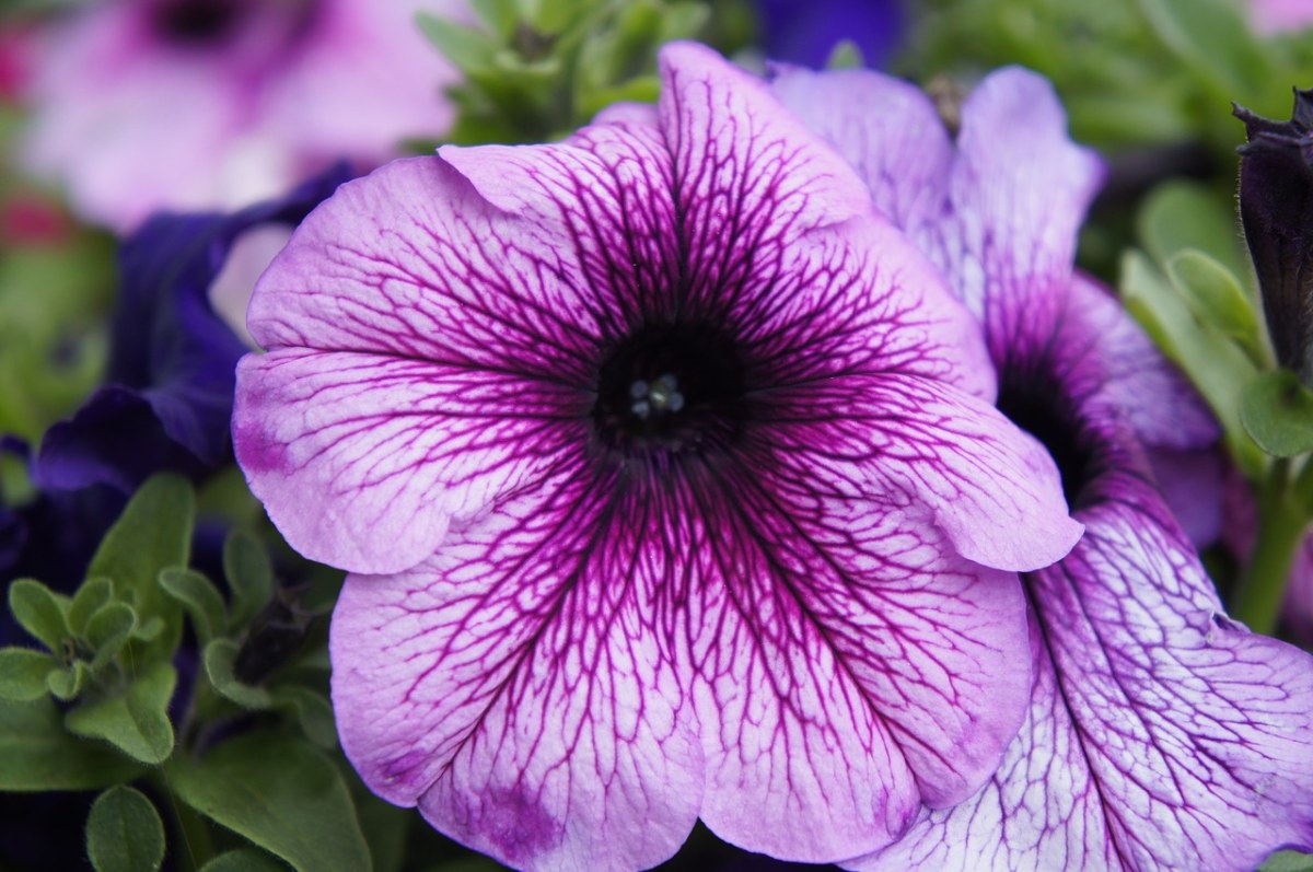 紫色的碧冬茄花免费图片