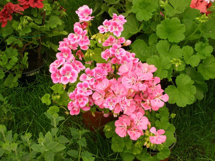 花,天竺葵,粉红色