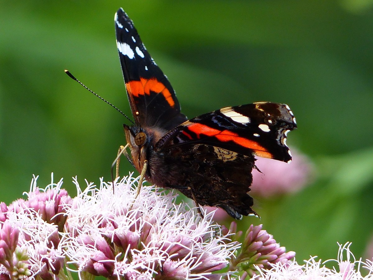 花朵上的赤蛱蝶免费图片