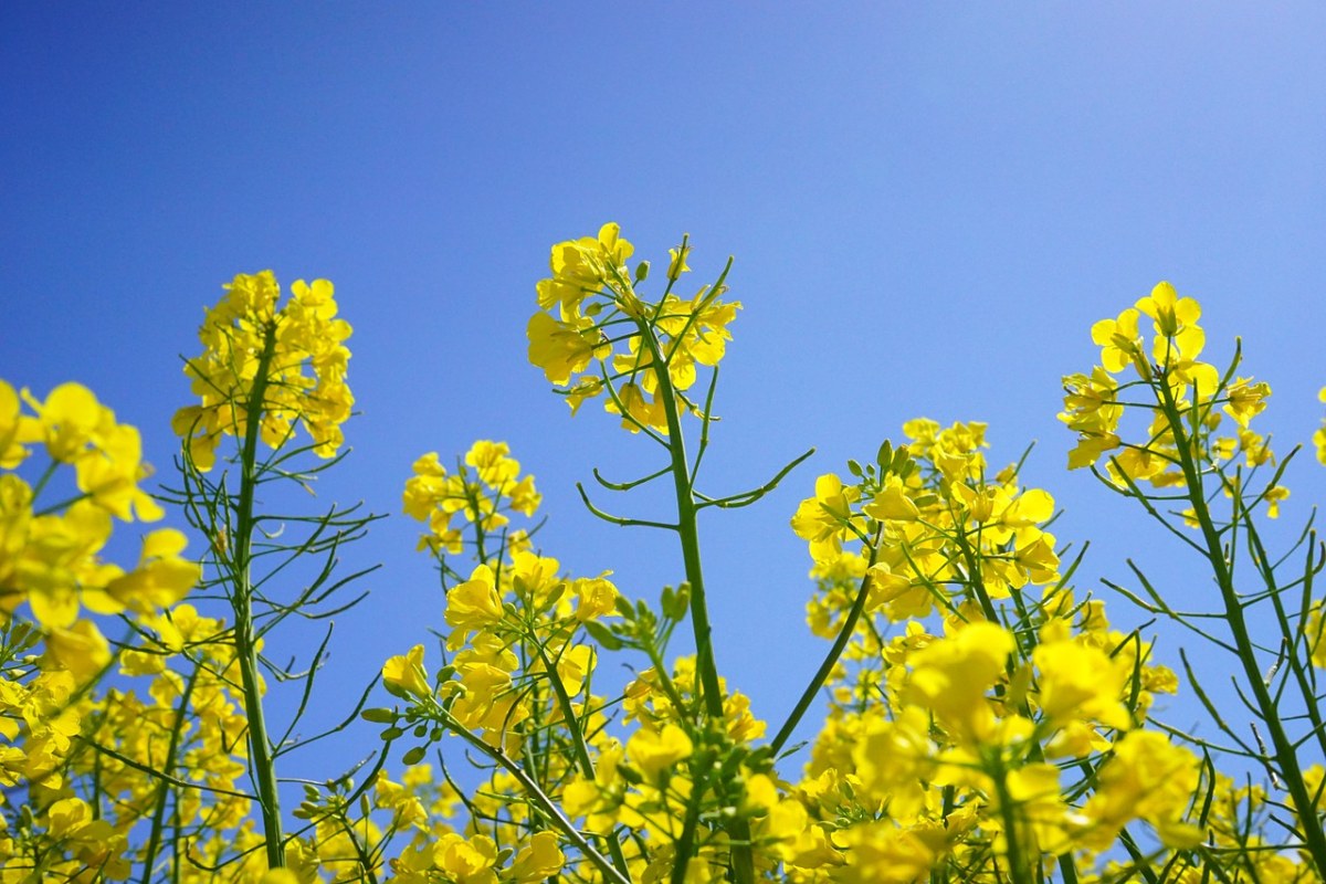 油菜花图片免费图片