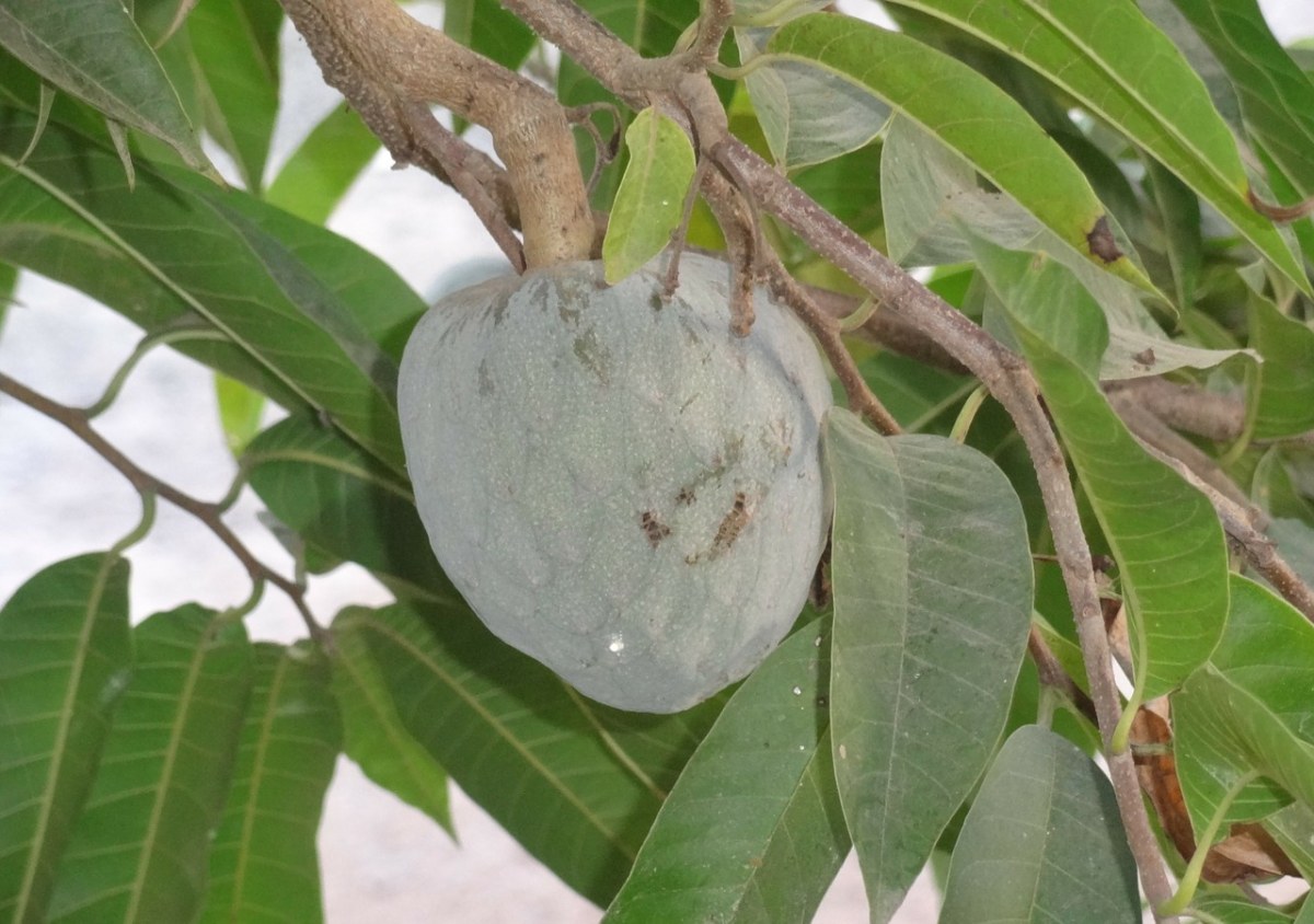Soursop、番荔枝木、犹太教、Ram、Fal、Lakshmana - 免费可商用图片 - CC0素材网