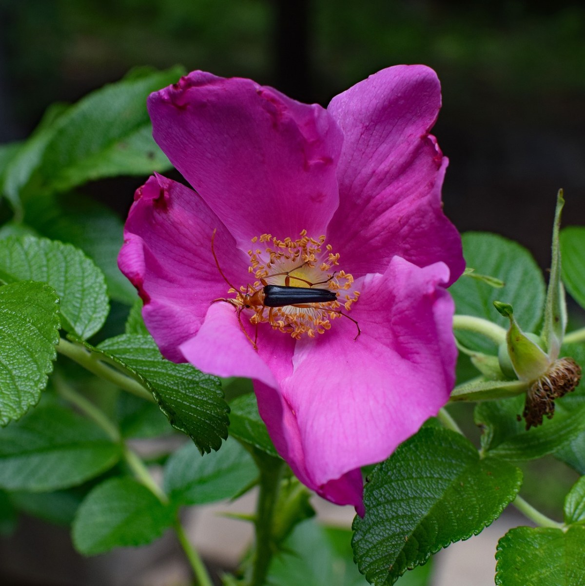 红火虫和蜘蛛在玫瑰,neopyrochroa,flabellata