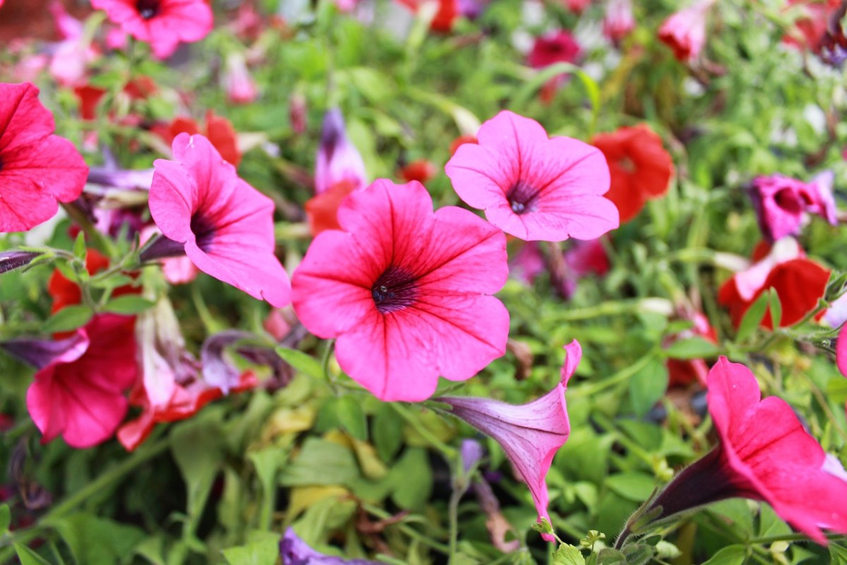 花卉,绿党,夏季