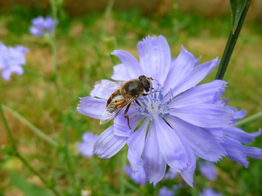 蓝色蜜蜂品种图片
