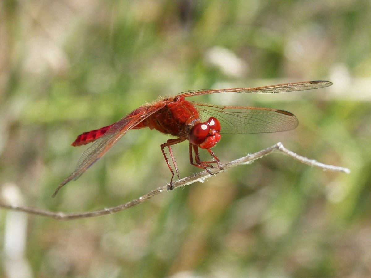 红蜻蜓、分支机构、湿地免费图片