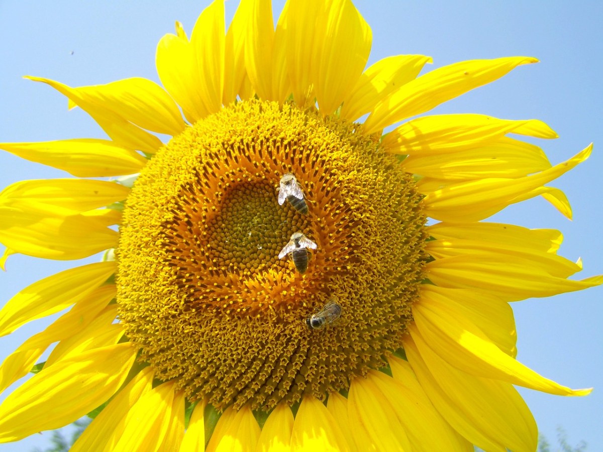 向日葵黄、蜜蜂免费图片