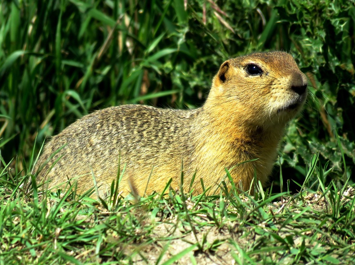 gopher,草原土撥鼠,滅鼠