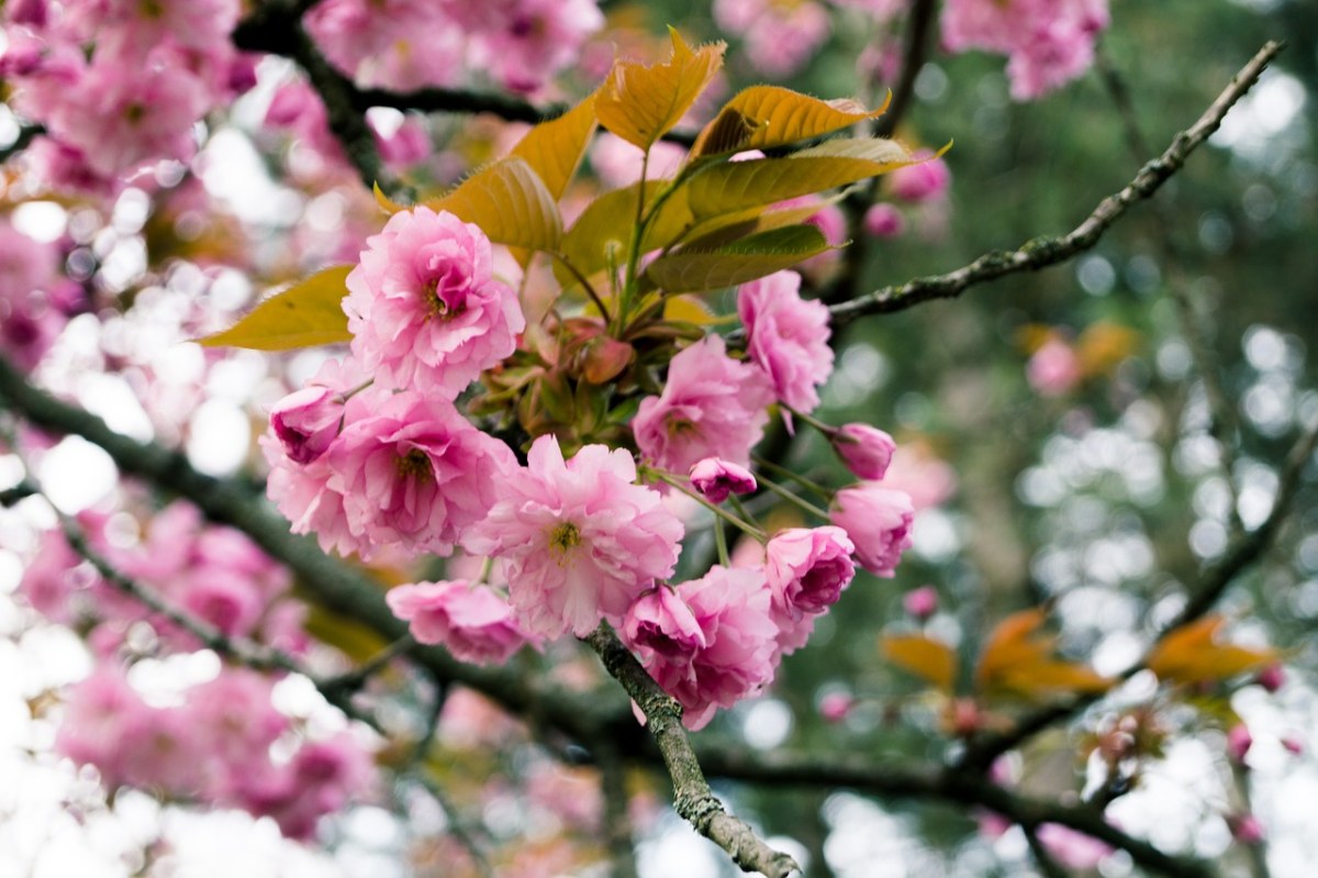 春天的樱花免费图片