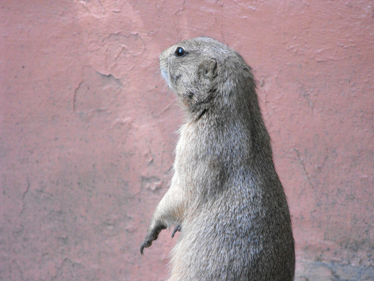 gopher,動物園,動物