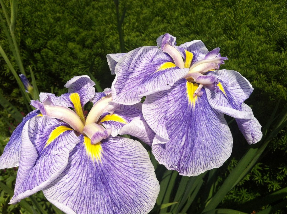 鸢尾花、花、紫色免费图片