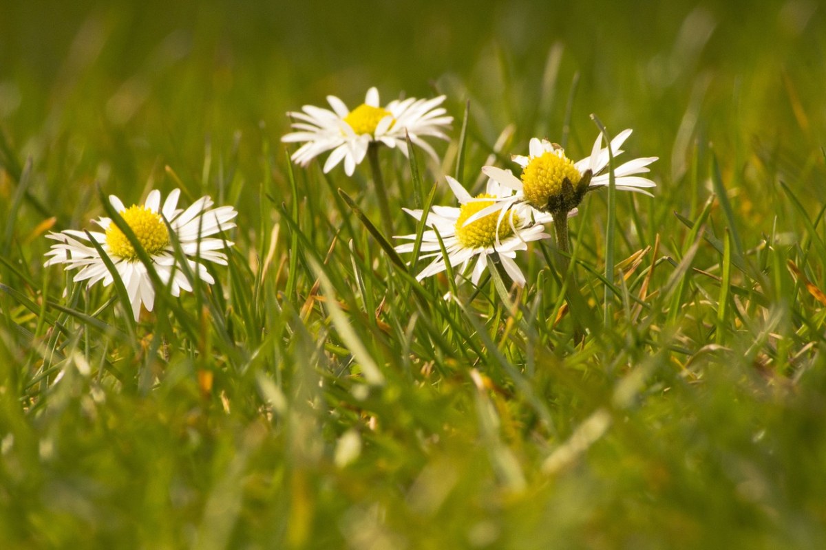 草地上的雏菊小花朵免费图片